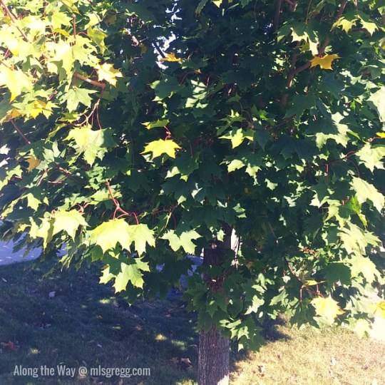 Along the Way @ mlsgregg.com