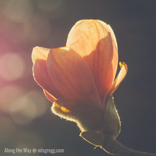 Along the Way @ mlsgregg.com